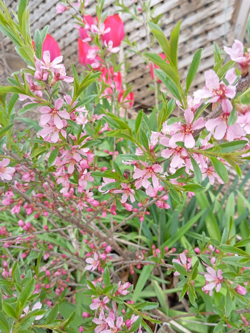 Prunus tenella